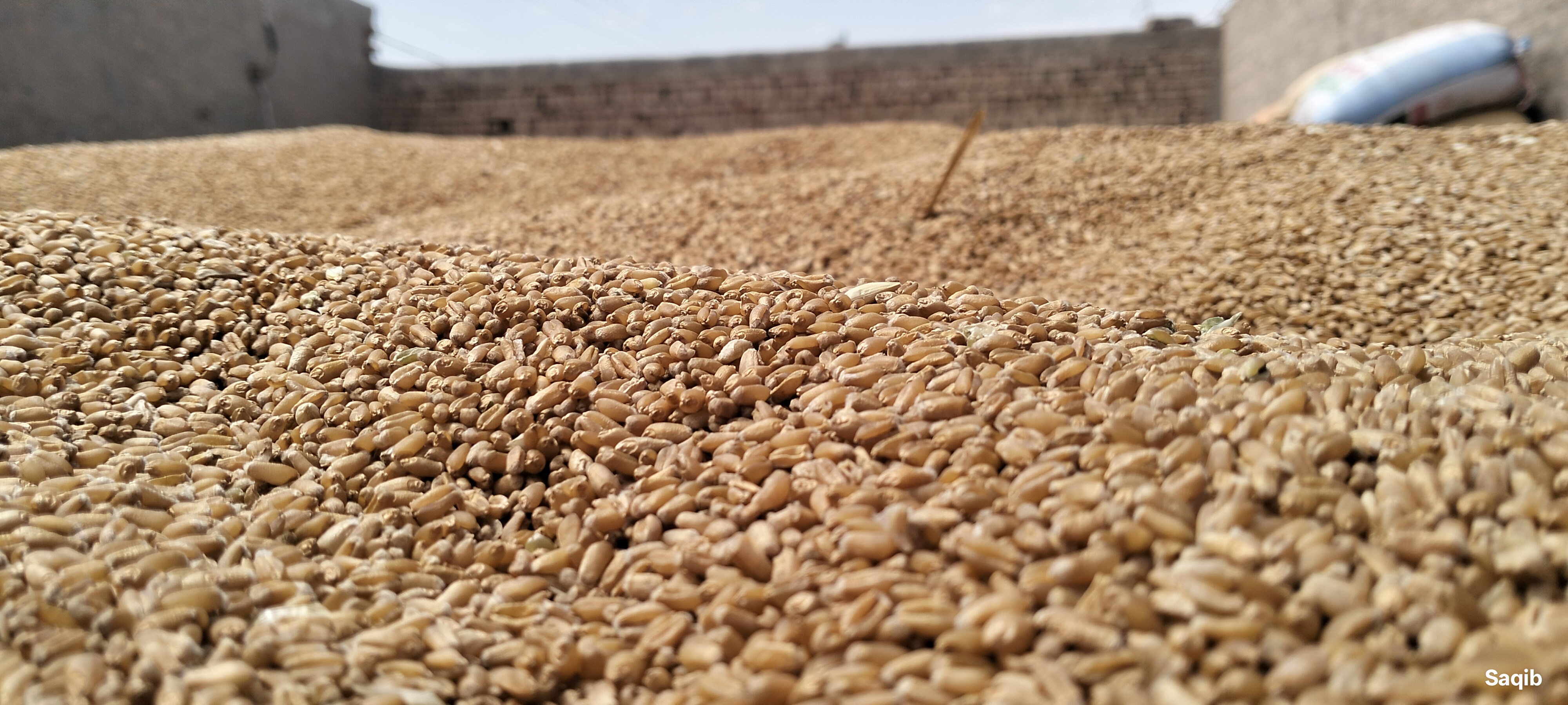 Harvested Wheat Close-up
