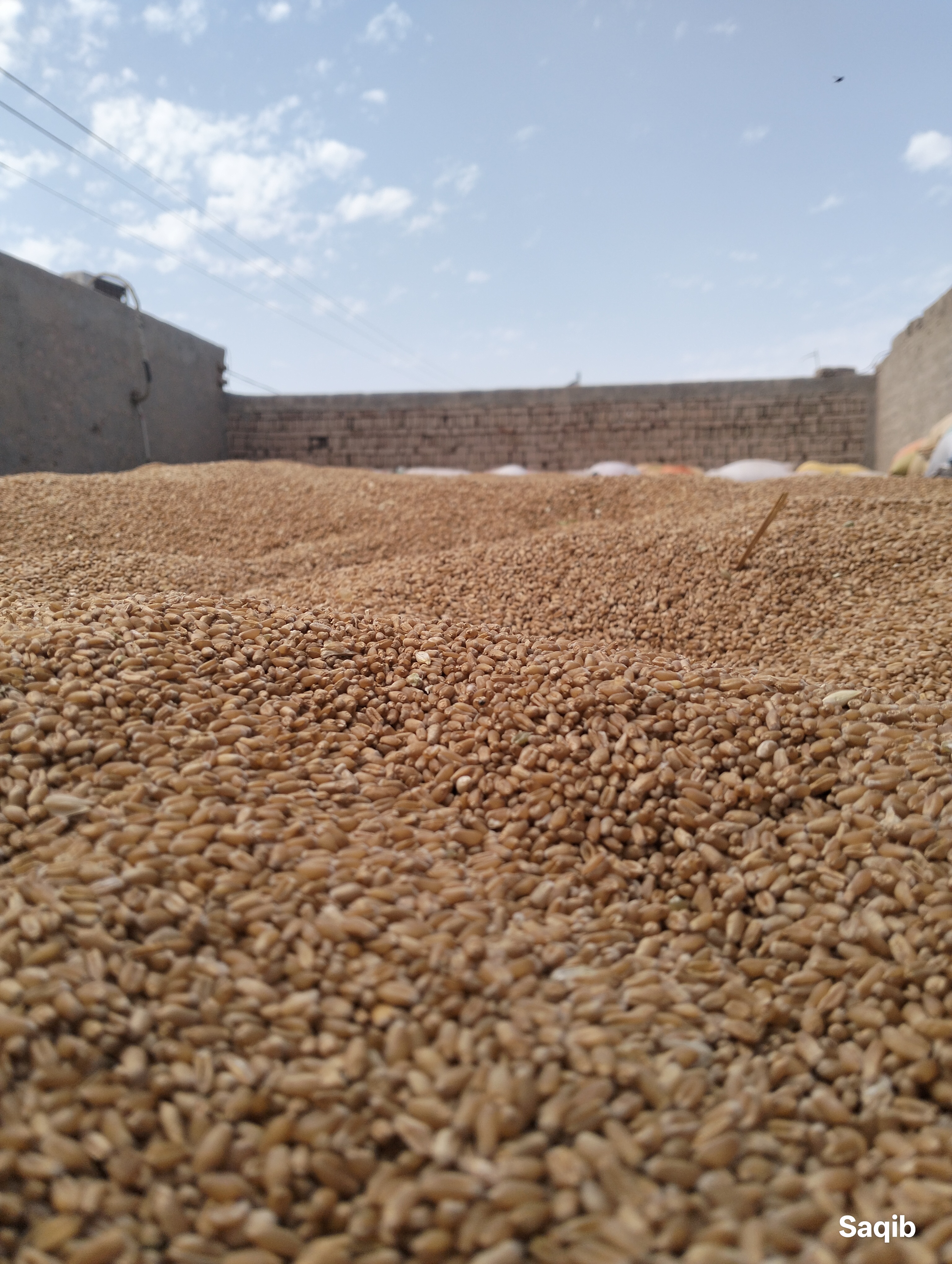 Wheat Stockpile