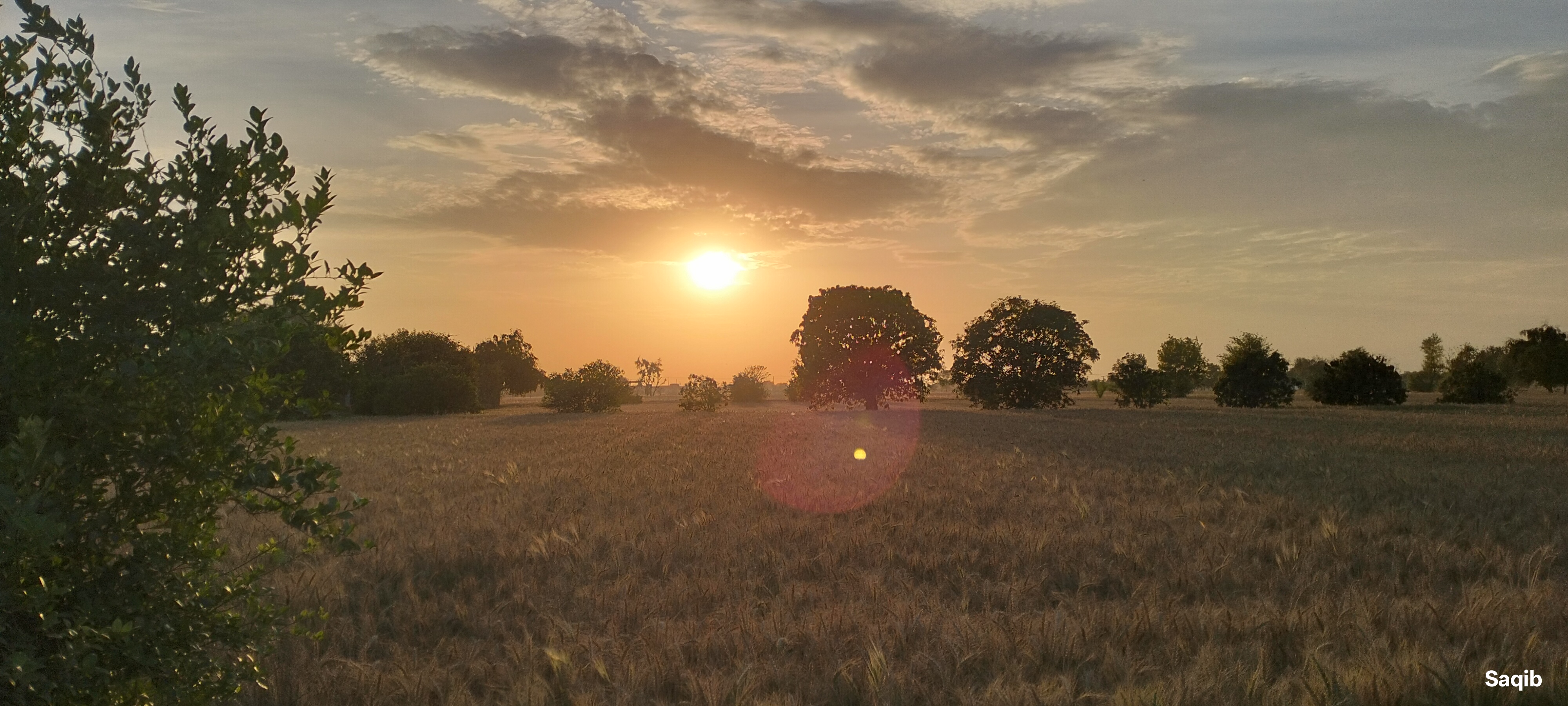 Sunset over Wheat Field